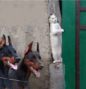 Things to make you smile