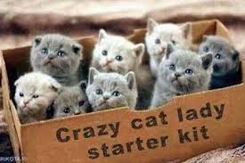 Multiple gray and white kittens sitting together in a cardboard box labeled 'Crazy Cat Lady starter kit'