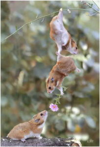 Three small rodents hanging vertically from a thin branch reaching toward a small purple flower