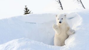 White polar bear cub standing on hind legs in deep snow with evergreen trees in background