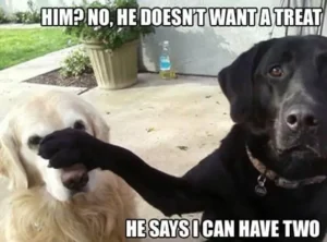 White dog sitting next to black dog on patio, black dog's paw raised against white dog's body